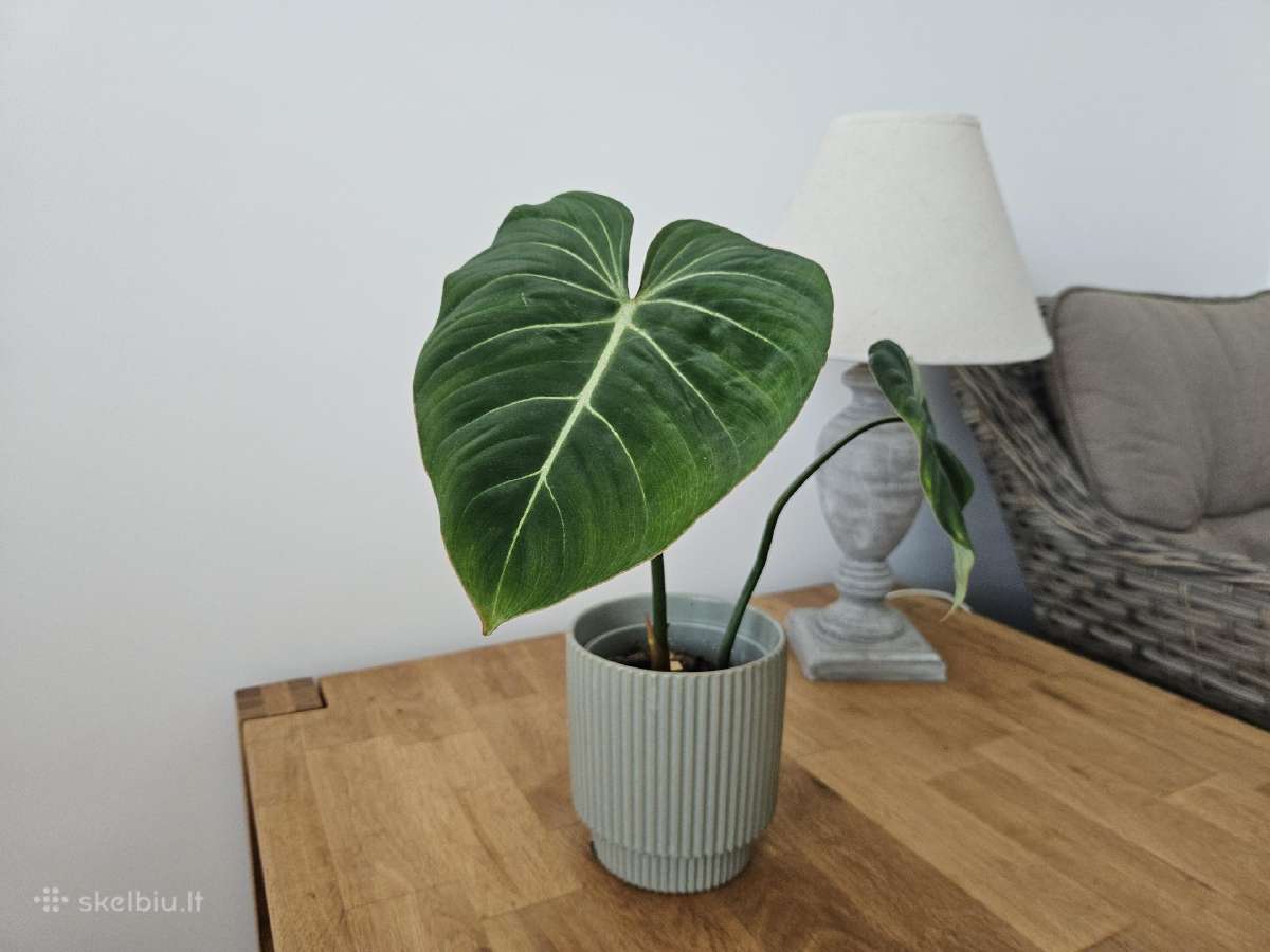 Philodendron Gloriosum - nuotraukos Nr. 2