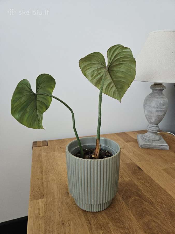 Philodendron Gloriosum - nuotraukos Nr. 3