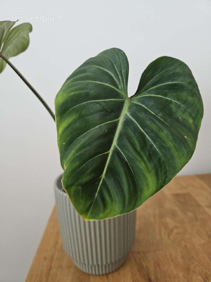 Philodendron Gloriosum - nuotraukos Nr. 4