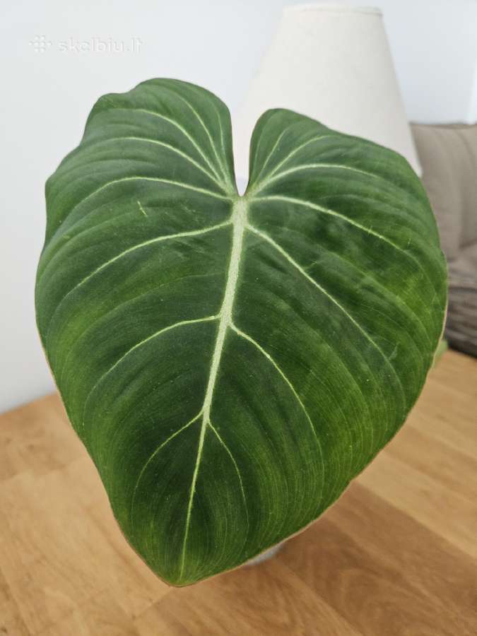 Philodendron Gloriosum - nuotraukos Nr. 5