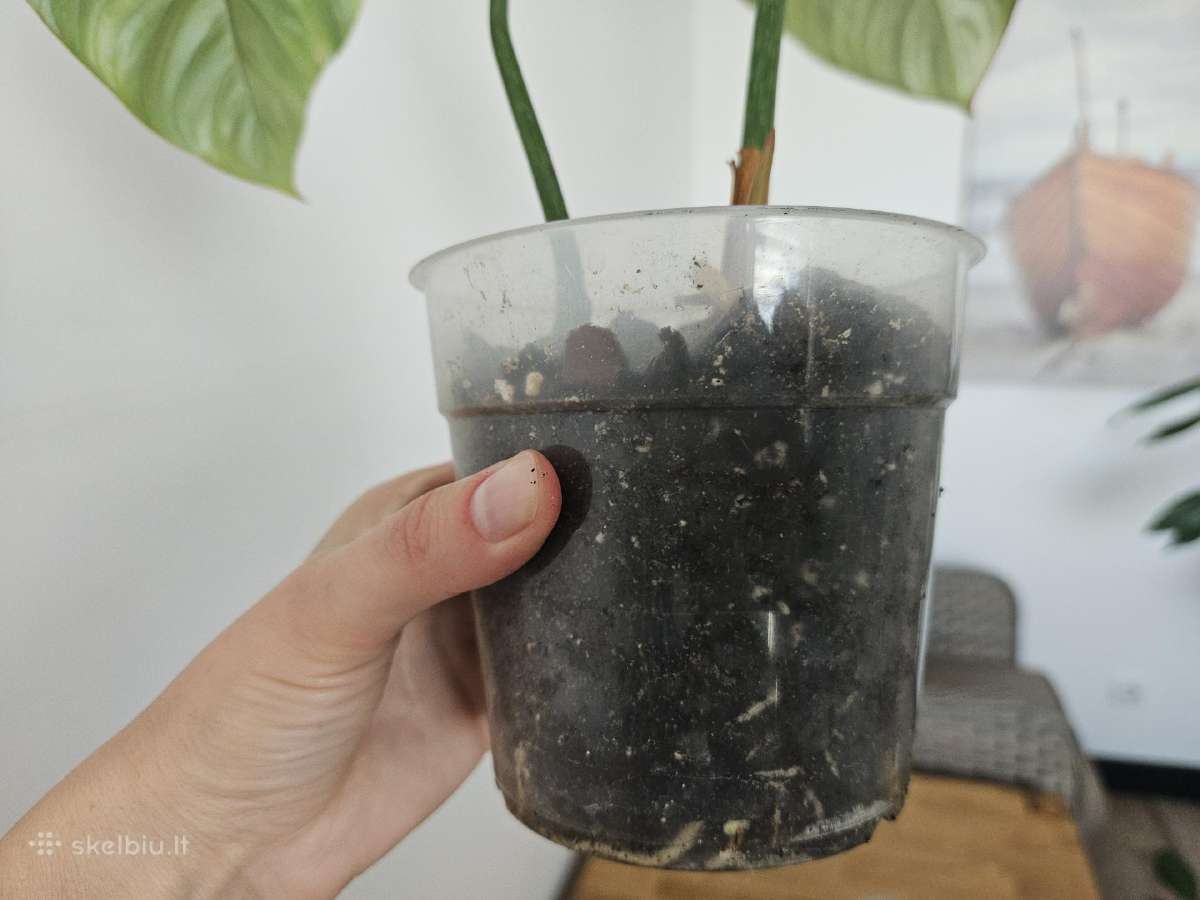Philodendron Gloriosum - nuotraukos Nr. 6