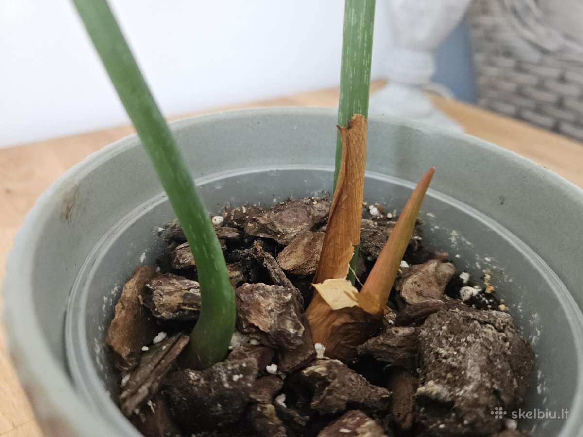 Philodendron Gloriosum - nuotraukos Nr. 7