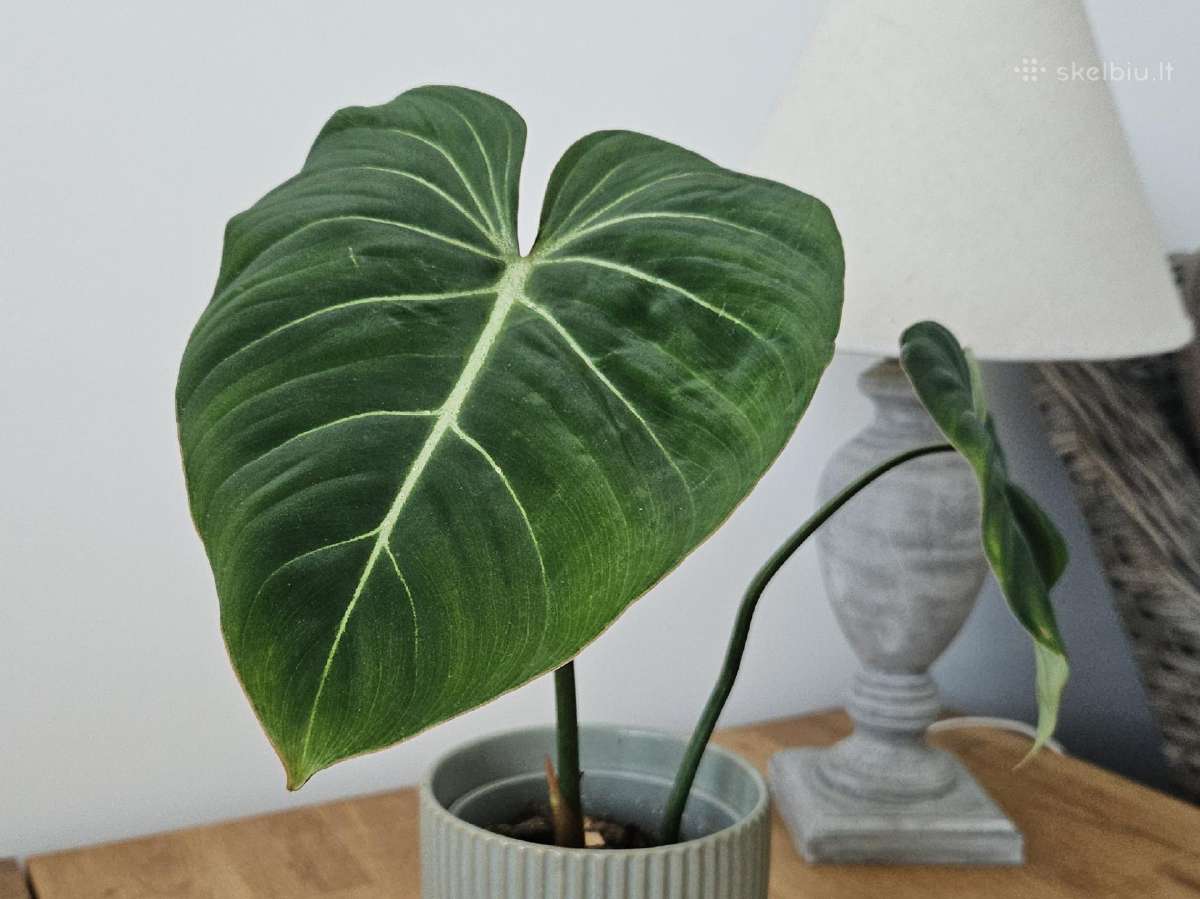 Philodendron Gloriosum