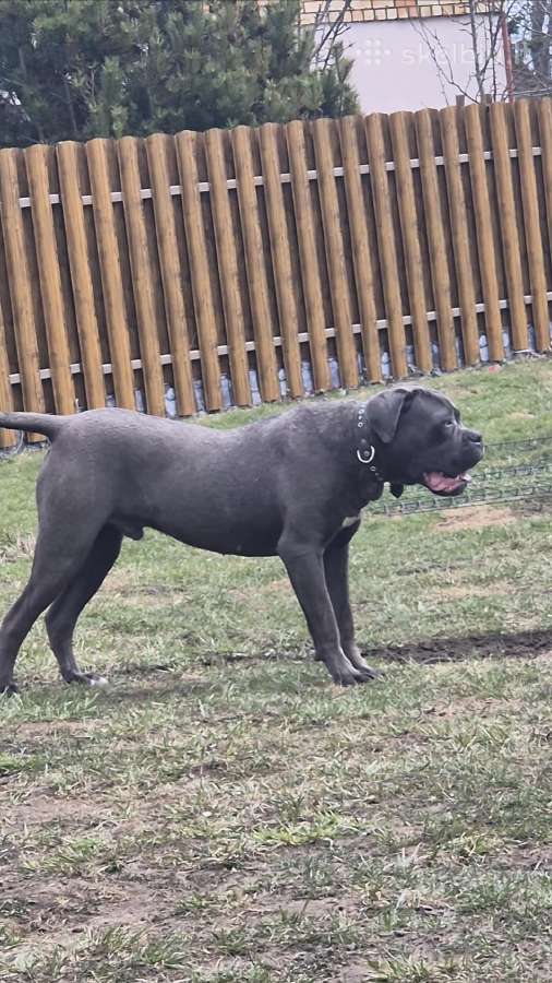 Parduodamas metukų kilmingas Cane Corso