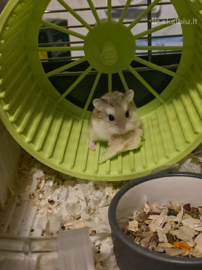 Dovanojami Roborovskio žiurkėnai