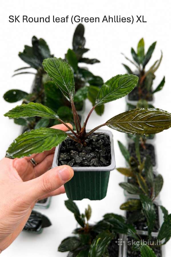 Anubias Petite, Bucephalandra, samanos - nuotraukos Nr. 3