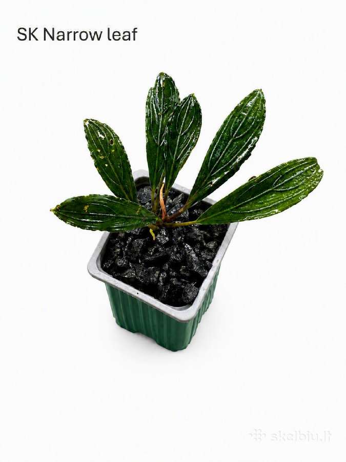 Anubias Petite, Bucephalandra, samanos - nuotraukos Nr. 4