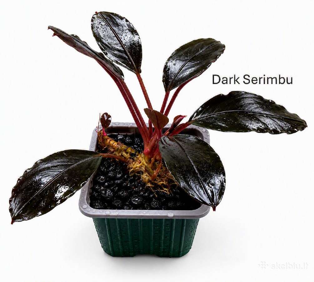 Anubias Petite, Bucephalandra, samanos - nuotraukos Nr. 5
