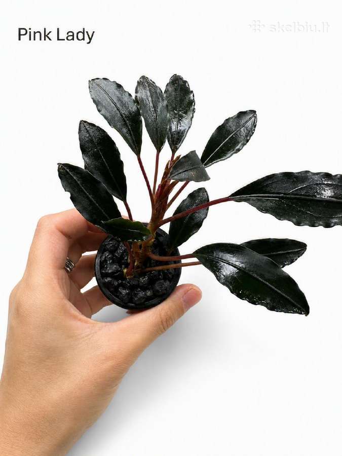 Anubias Petite, Bucephalandra, samanos - nuotraukos Nr. 6