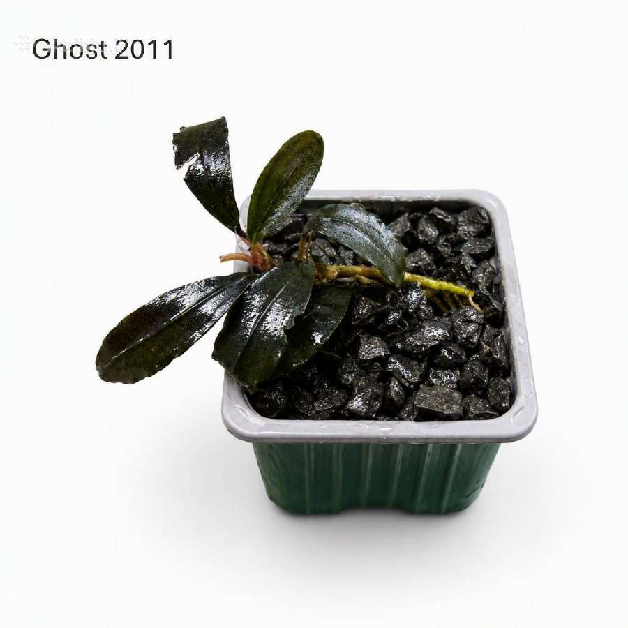 Anubias Petite, Bucephalandra, samanos - nuotraukos Nr. 2