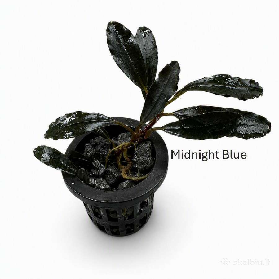 Anubias Petite, Bucephalandra, samanos - nuotraukos Nr. 7