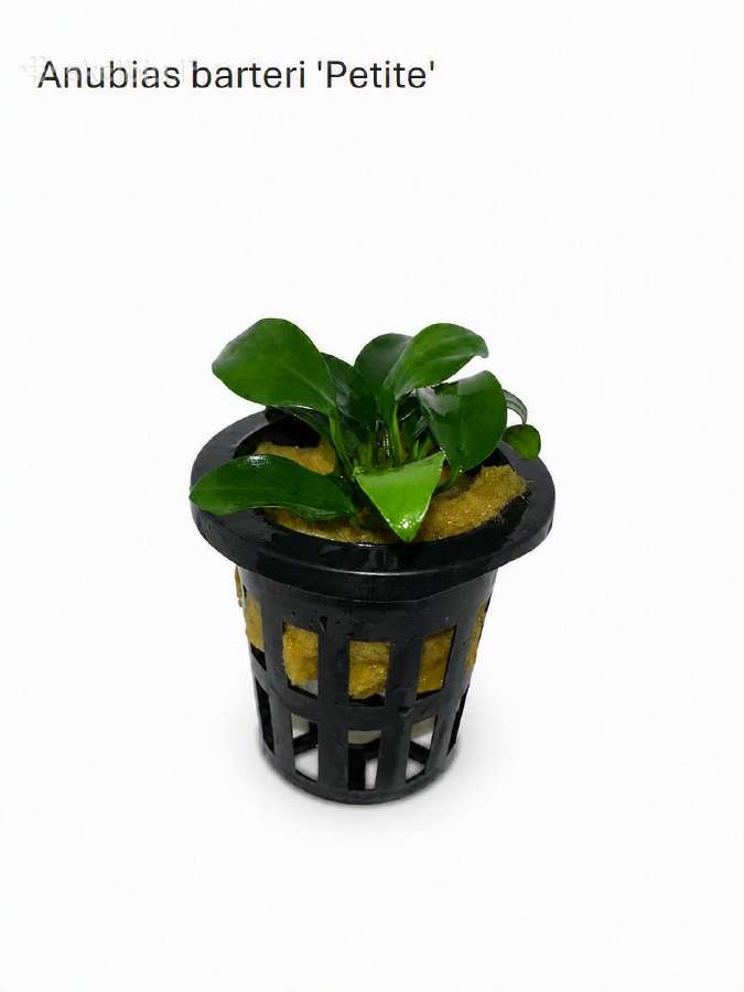 Anubias Petite, Bucephalandra, samanos - nuotraukos Nr. 10