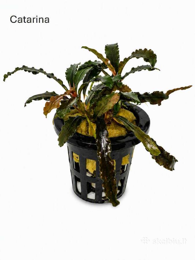Anubias Petite, Bucephalandra, samanos - nuotraukos Nr. 8