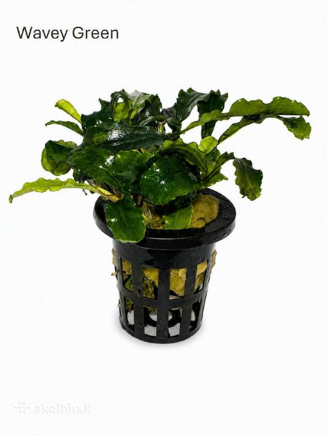 Anubias Petite, Bucephalandra, samanos - nuotraukos Nr. 9