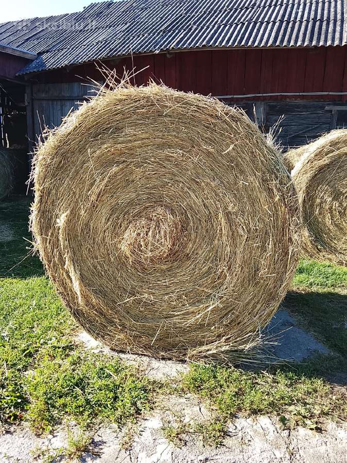 Šių metų šienas 15 rulių