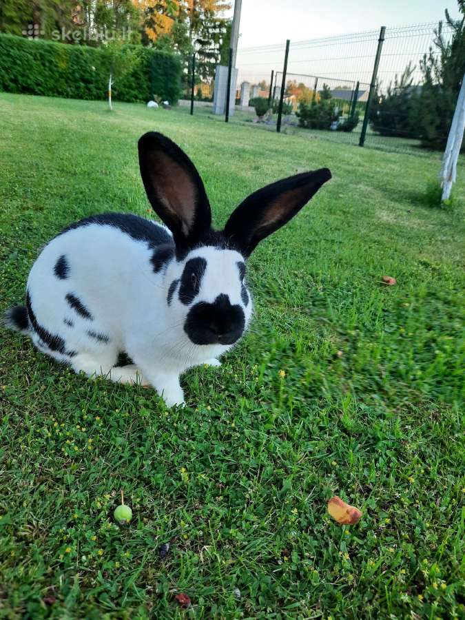 Parduodami Vokietukai - nuotraukos Nr. 8