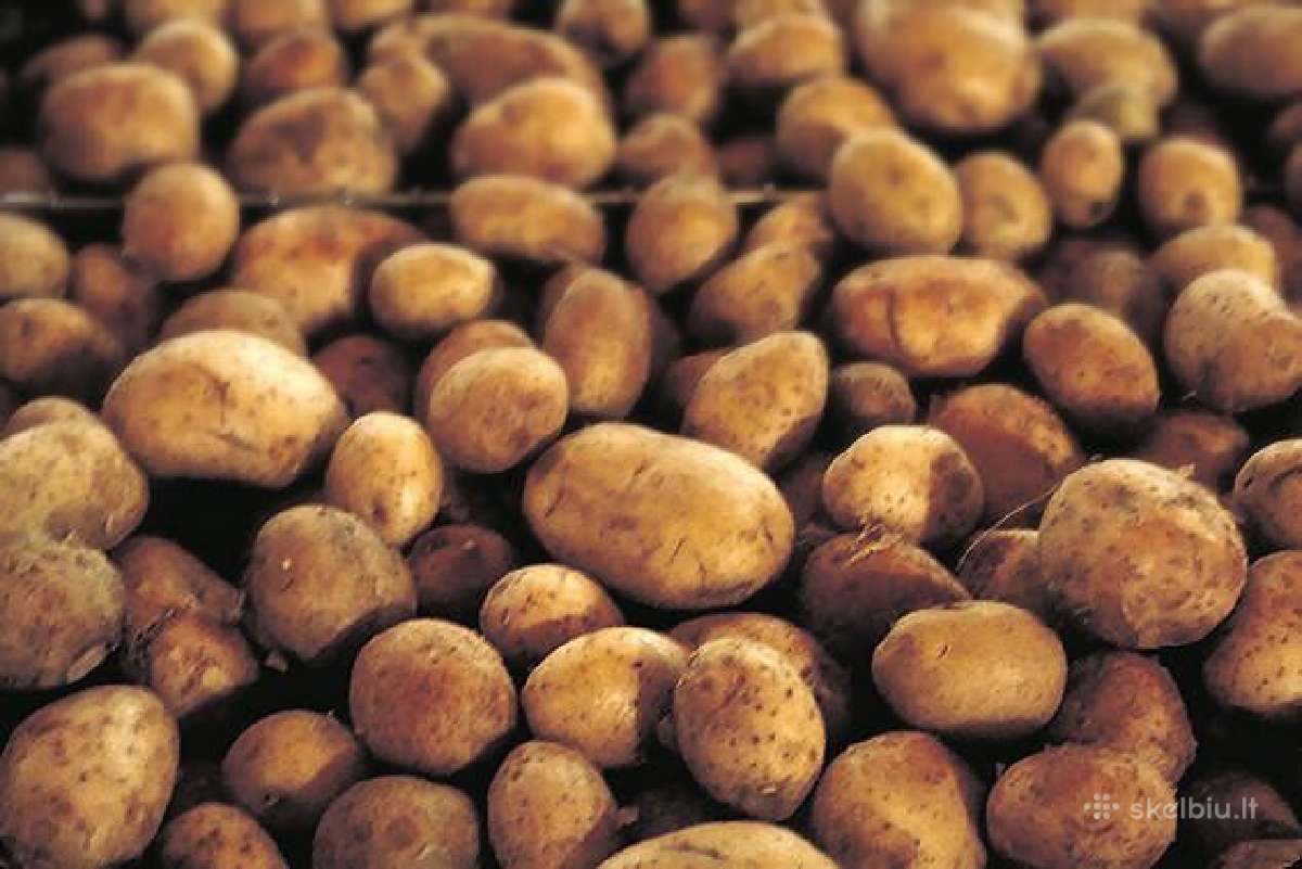 Parduodu dideles ekologiškai augintas bulves