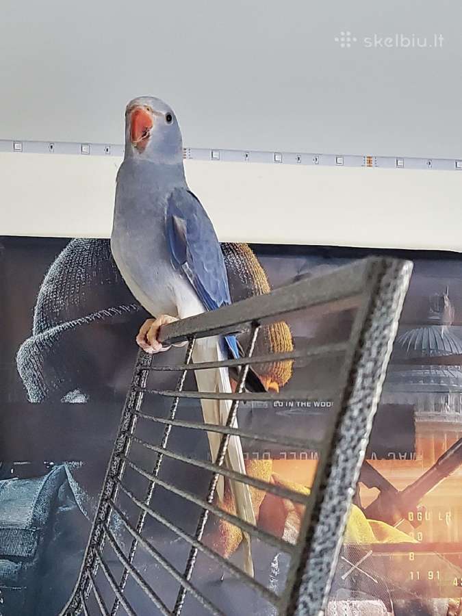 Parduodame Kramerio papūgą patinėlį