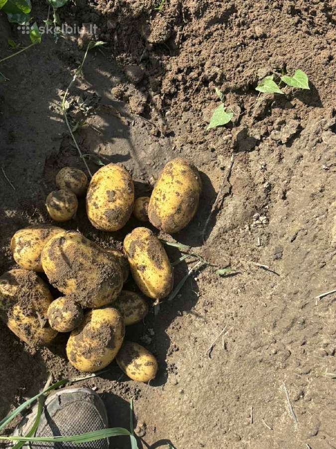 Bulvės didmaišiais - tiesiai iš lauko - nuotraukos Nr. 3