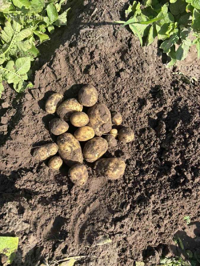 Bulvės didmaišiais - tiesiai iš lauko - nuotraukos Nr. 4