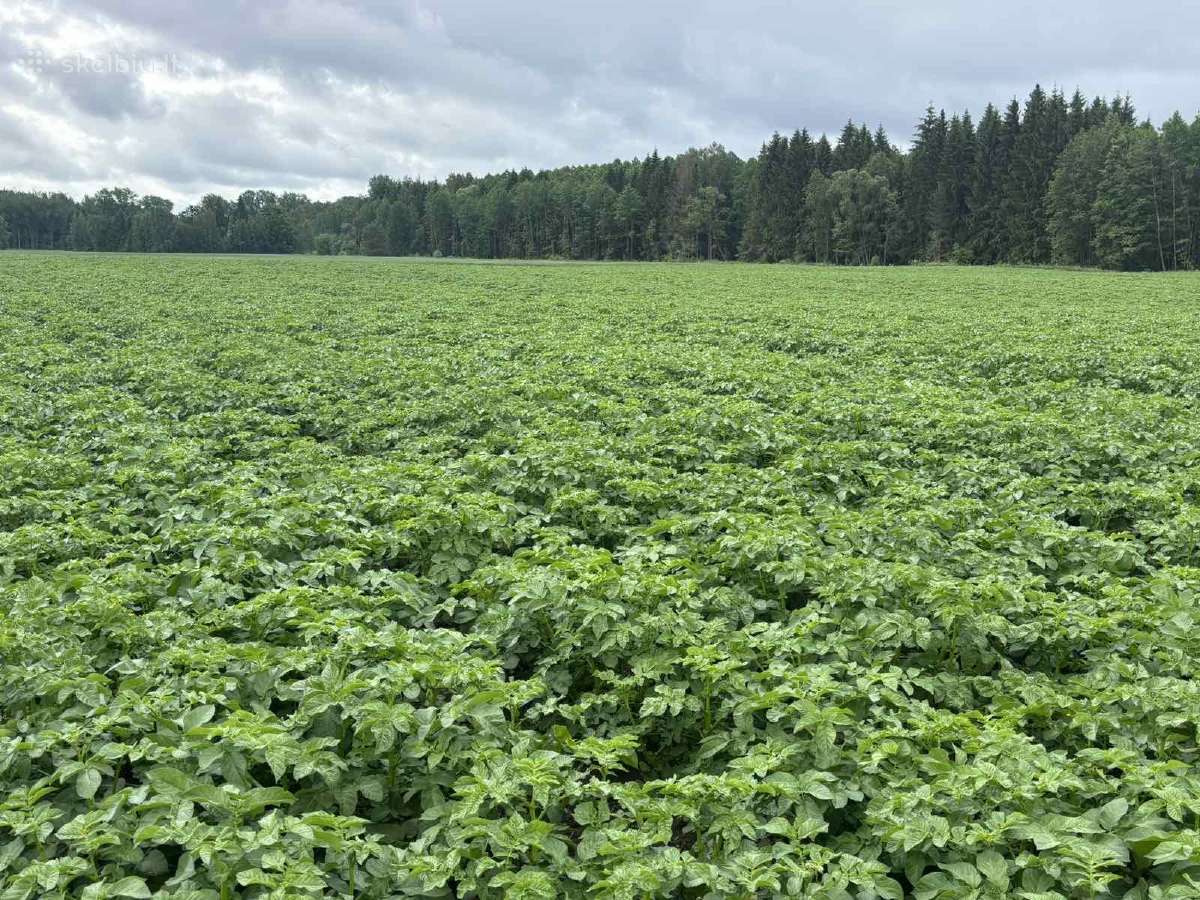 Bulvės didmaišiais - tiesiai iš lauko - nuotraukos Nr. 6