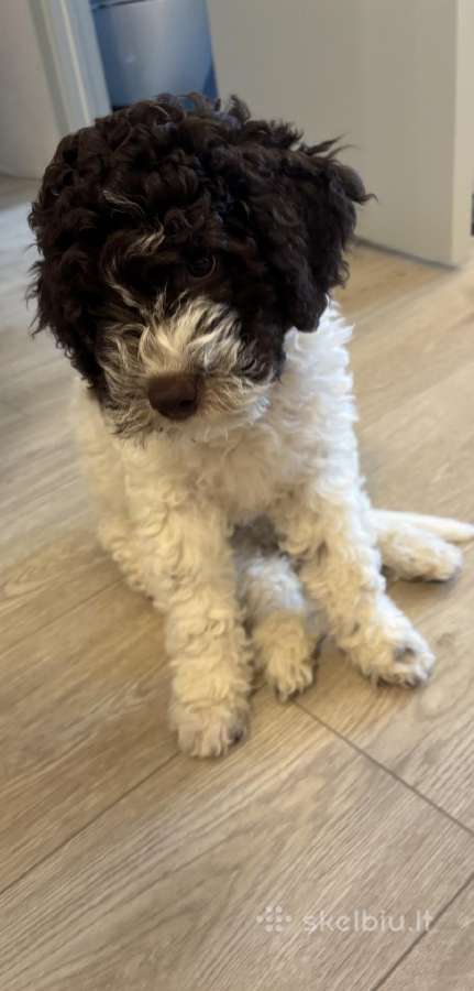 Lagotto Romagnolo