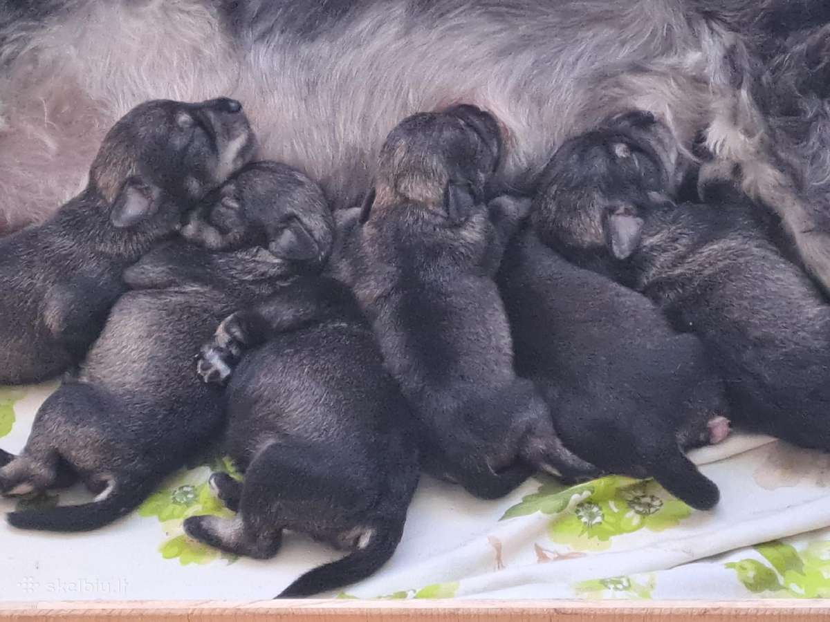 Cvergšnauceriai pipirai su druska