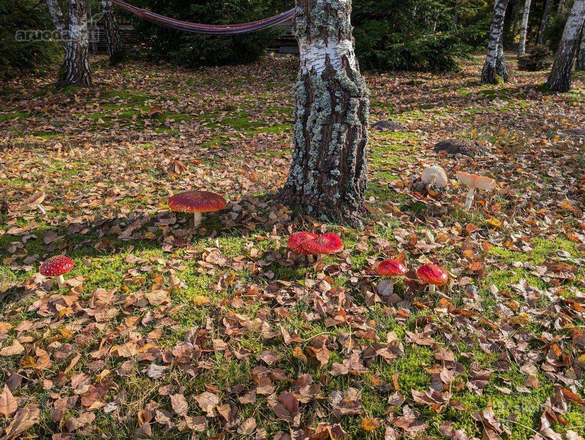Perspektyvi sodyba Grūte, Druskininkai - nuotraukos Nr. 20
