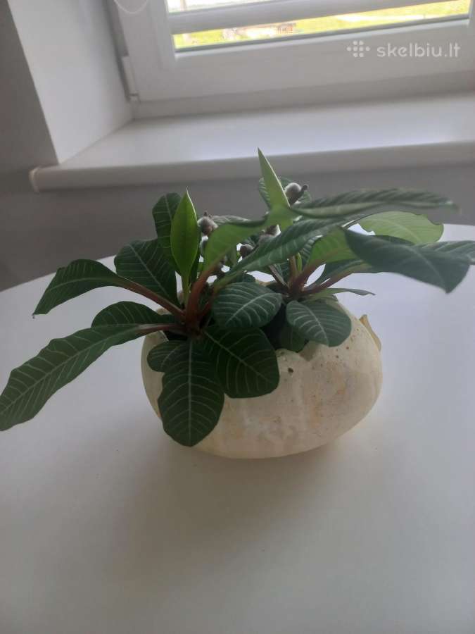 Baltagyslė karpažolė (Euphorbia leuconeura) - nuotraukos Nr. 11