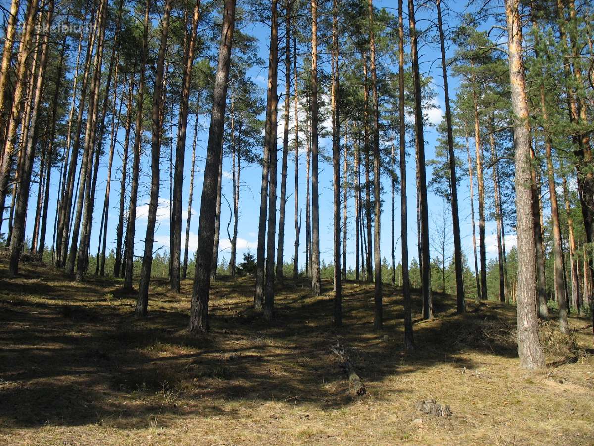 Namų valda prie Nemenčinės - nuotraukos Nr. 6