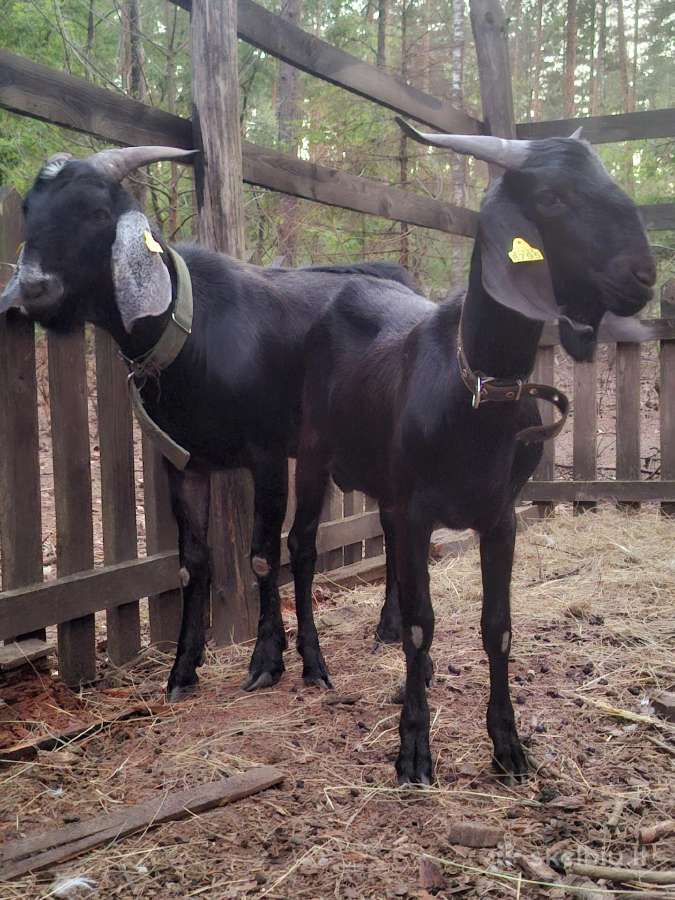 An grynaveislis ožys - nuotraukos Nr. 3