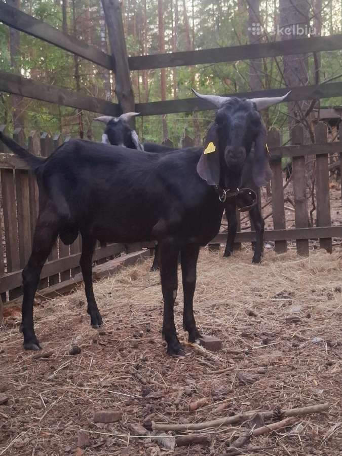An grynaveislis ožys - nuotraukos Nr. 4