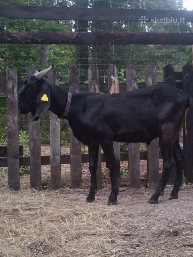An grynaveislis ožys - nuotraukos Nr. 5