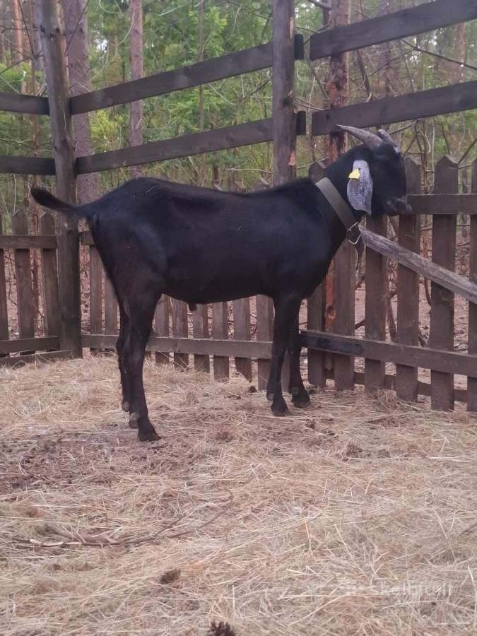 An grynaveislis ožys - nuotraukos Nr. 6