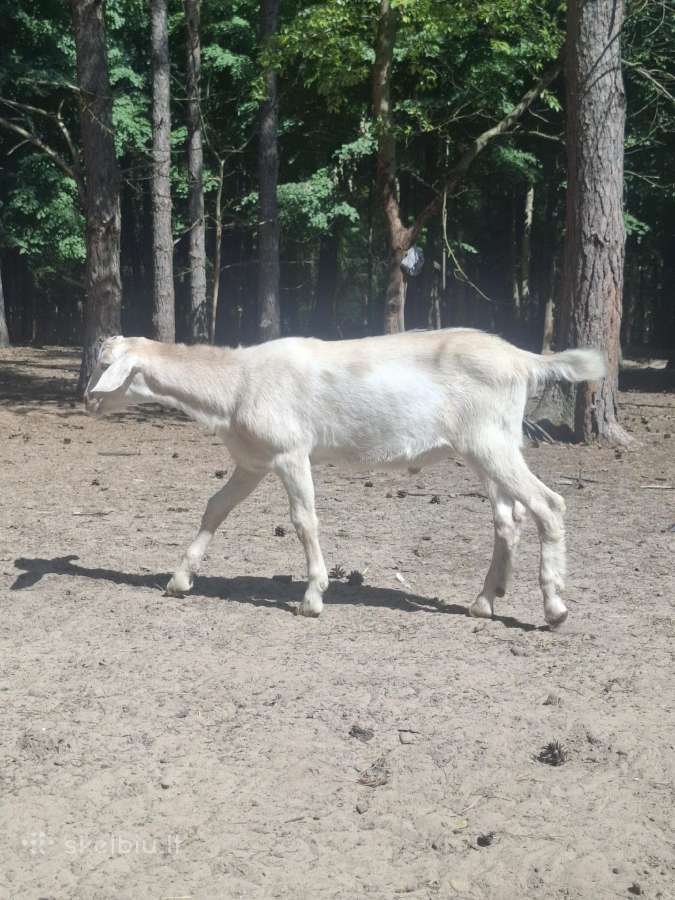An ir zaneno ožiukas - nuotraukos Nr. 7