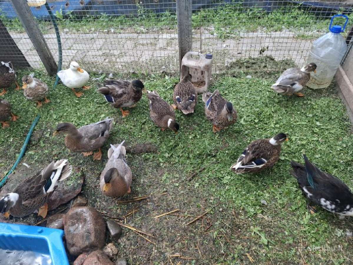 Bantaminės antys (call ducks) :)