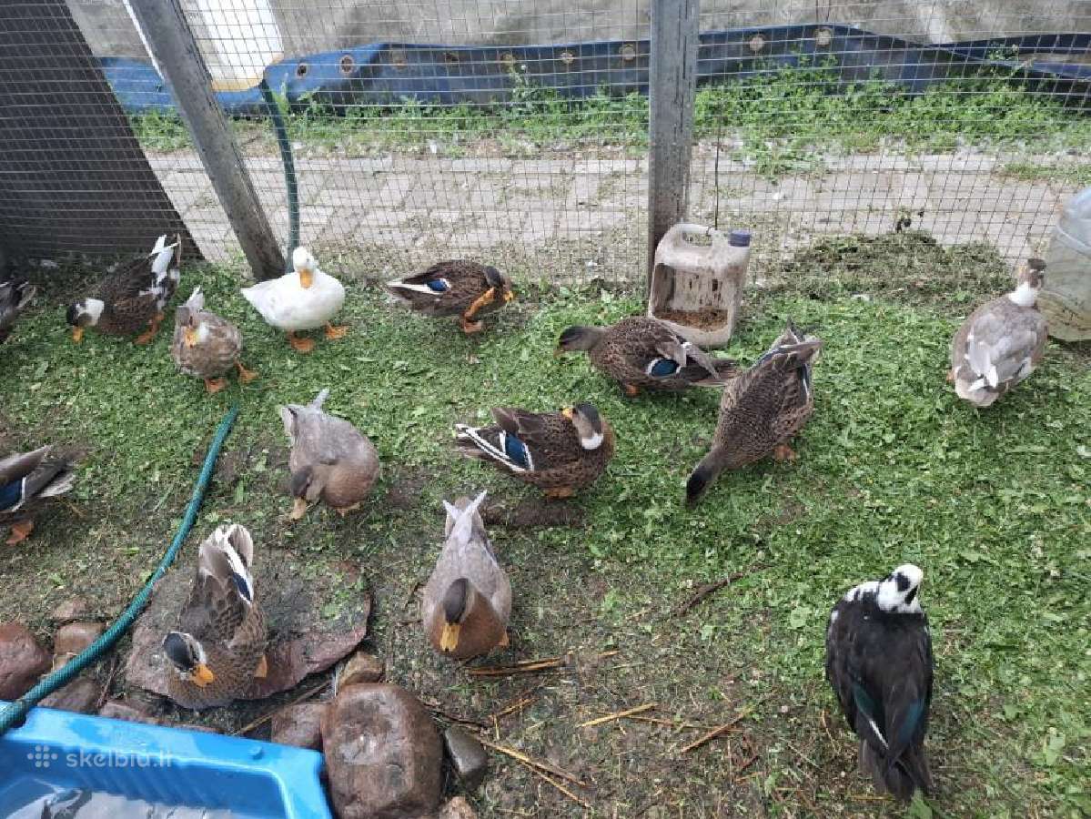 Bantaminės antys (call ducks) :) - nuotraukos Nr. 2