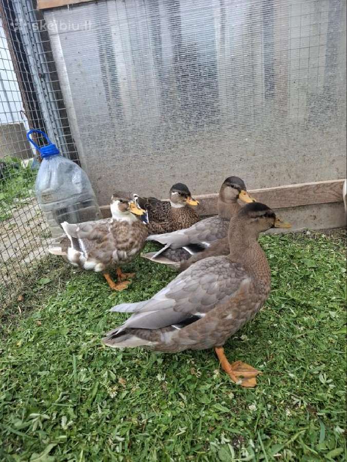 Bantaminės antys (call ducks) :) - nuotraukos Nr. 3