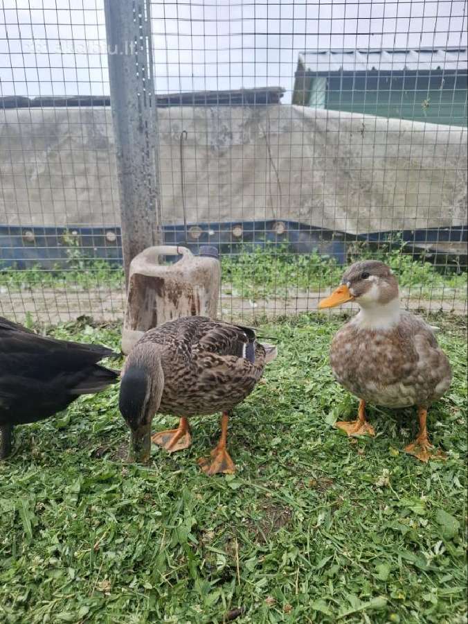 Bantaminės antys (call ducks) :) - nuotraukos Nr. 4