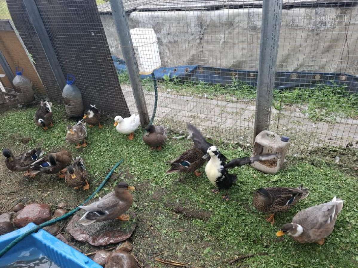 Bantaminės antys (call ducks) :) - nuotraukos Nr. 5