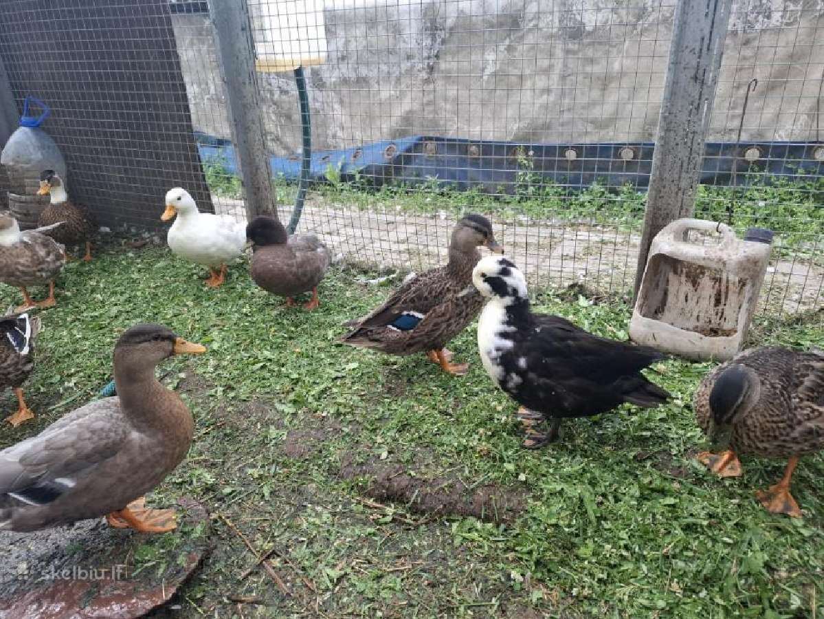 Bantaminės antys (call ducks) :) - nuotraukos Nr. 6