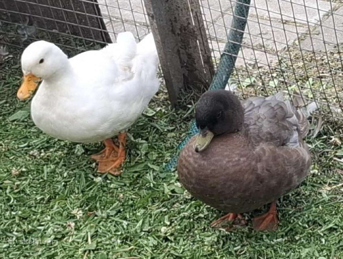 Bantaminės antys (call ducks) :) - nuotraukos Nr. 7