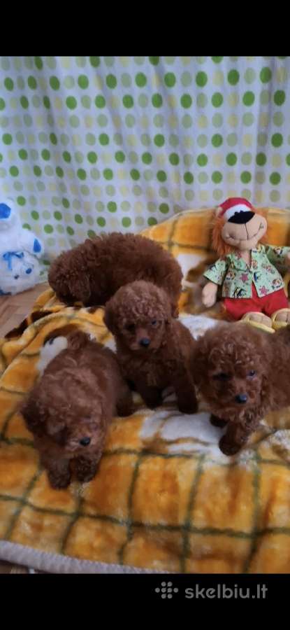 Toy Pudeliukai (mini)