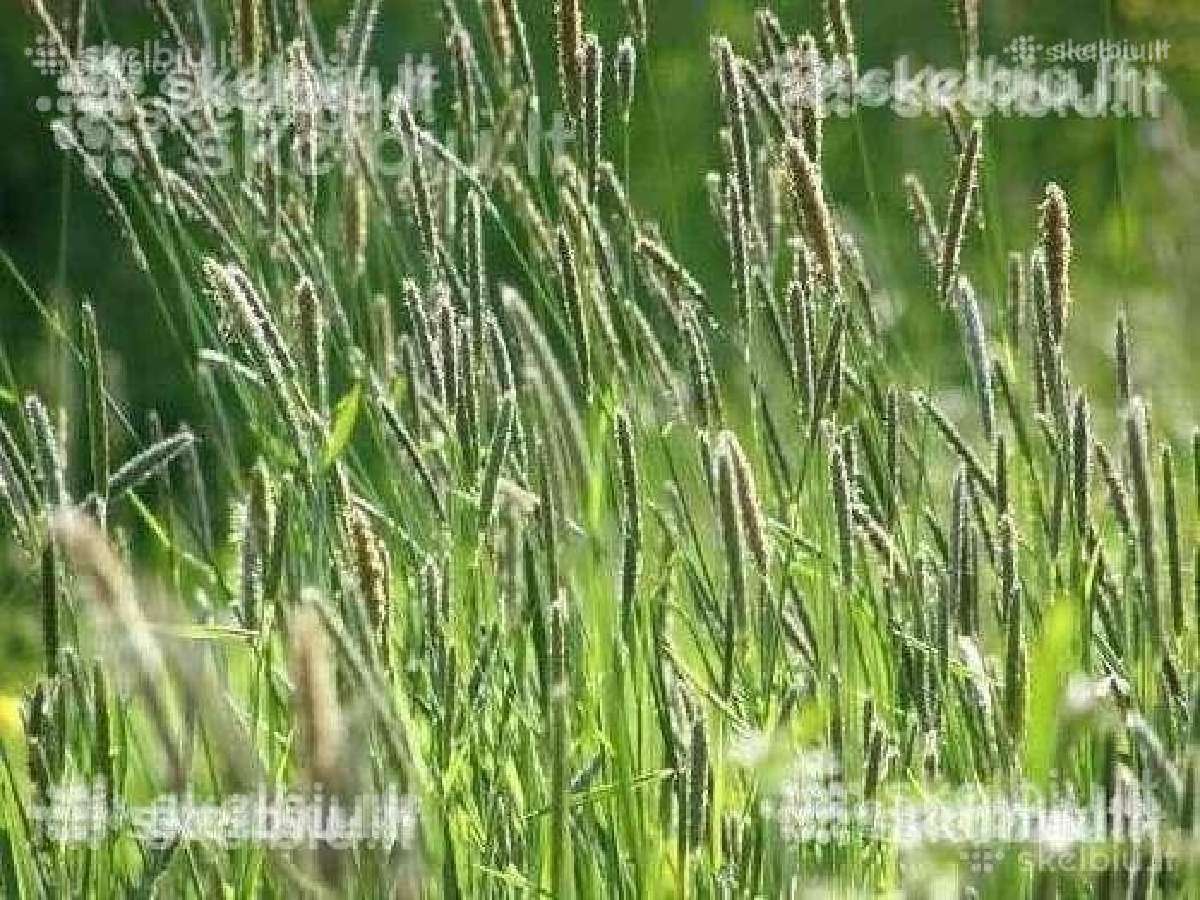 Pašarinės žolės, ju mišiniai ganymui - šienavimui