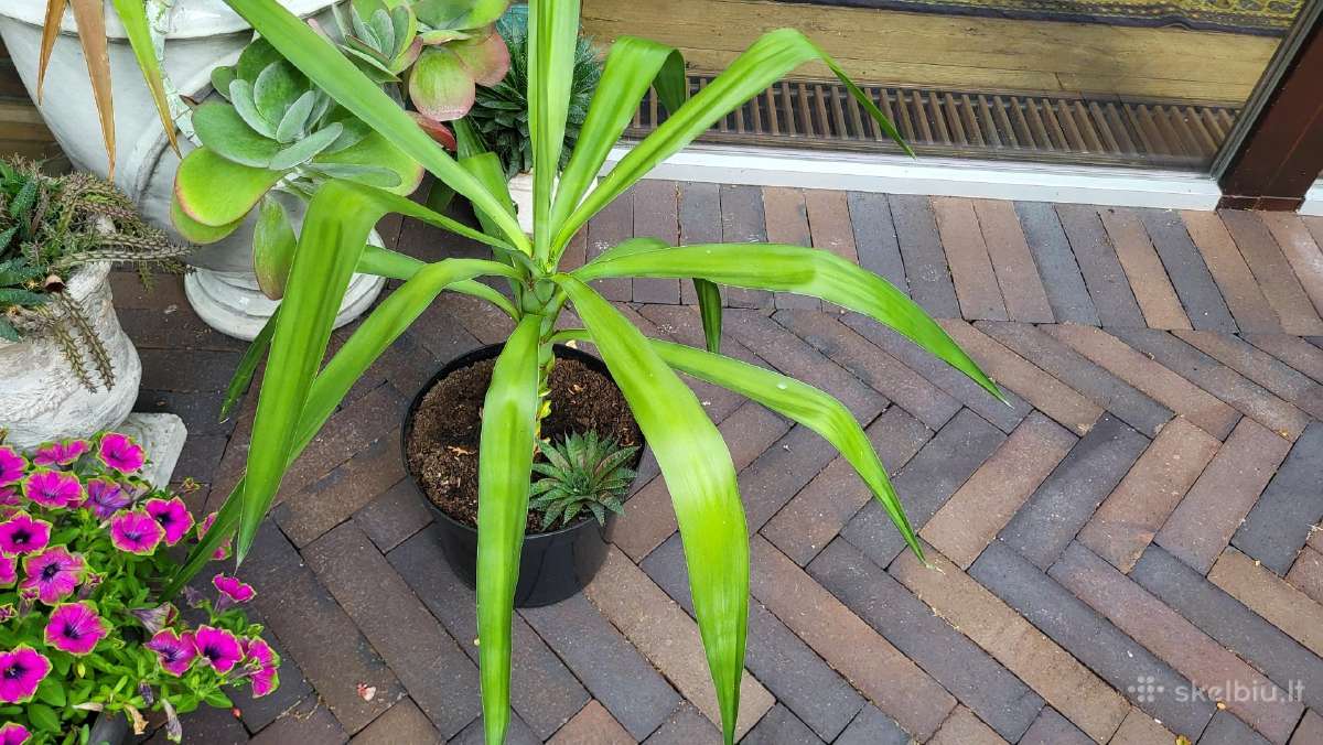 Augalas Juka 9eur - nuotraukos Nr. 3