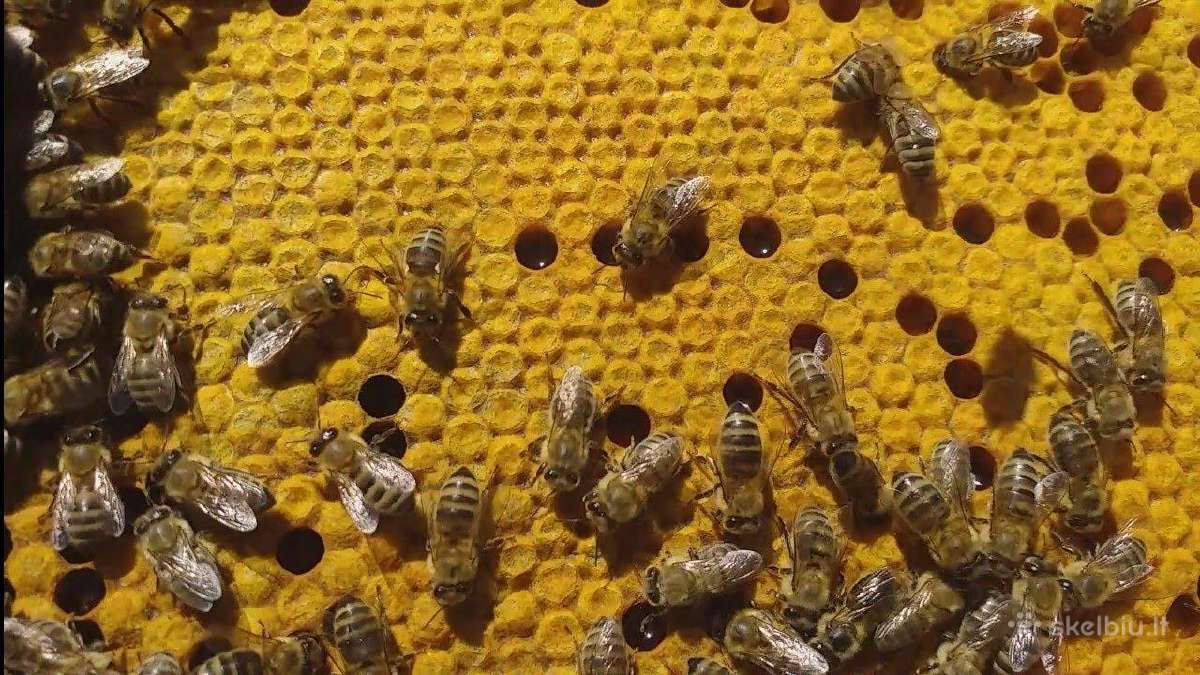 Carnica Peschetz . Bičių motinėlės