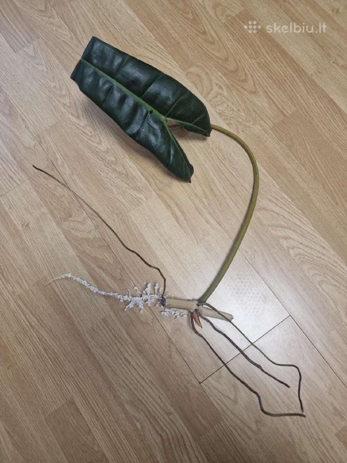 Philodendron Billietiae karpiniai su šaknimis - nuotraukos Nr. 2
