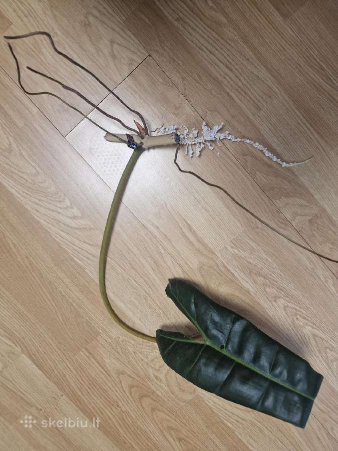Philodendron Billietiae karpiniai su šaknimis - nuotraukos Nr. 3