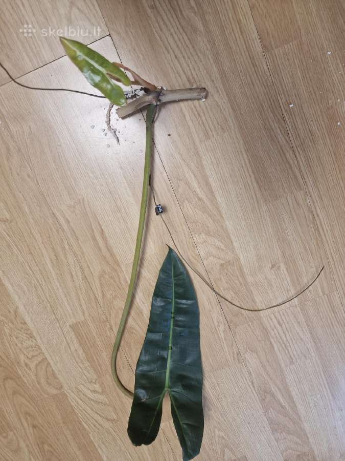 Philodendron Billietiae karpiniai su šaknimis - nuotraukos Nr. 5