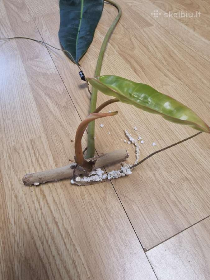 Philodendron Billietiae karpiniai su šaknimis - nuotraukos Nr. 6